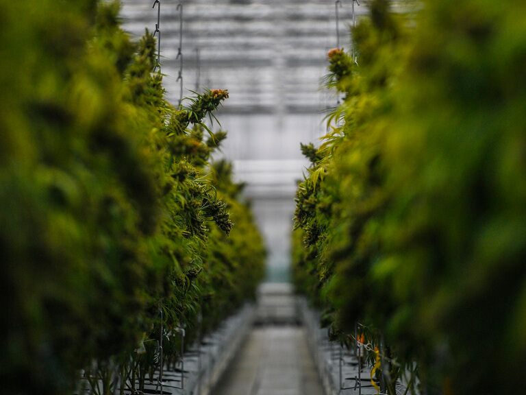 Can banking reform help grow cannabis stocks?